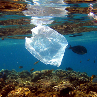 Les déchets plastiques polluent les mers du globe. [Mike Nelson]