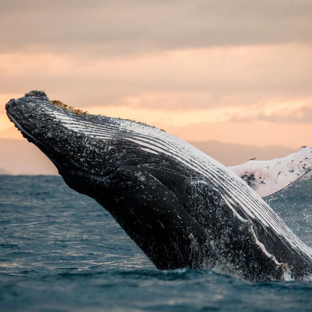 Les tueurs japonais de baleines viennent d'être condamnés par la Cour internationale de justice. [Fotolia - Gudkovandrey]