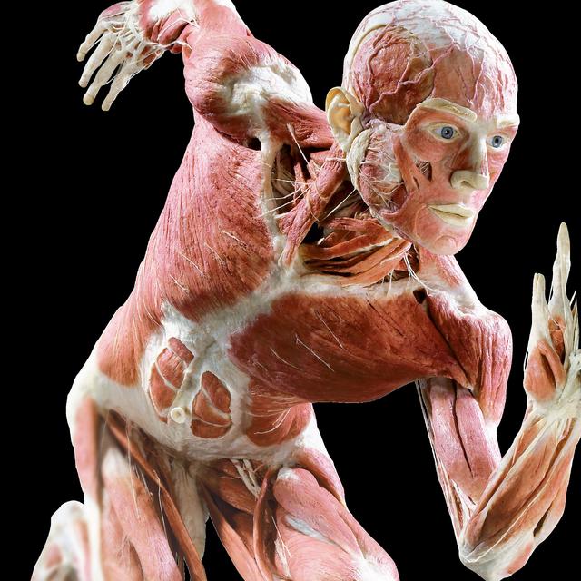 Body Worlds à Genève. [https://www.palexpo.ch/fr/agenda/body-worlds]