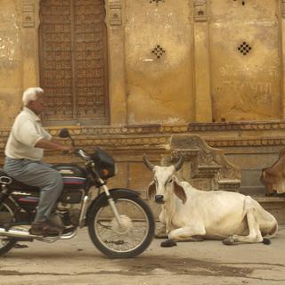 Une vache regarde passer les deux-roues dans une rue en Inde.
Production Perig
Fotolia [Fotolia - Production Perig]