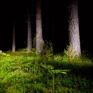 Forêt de plaine la nuit [Dmitry Naumov]