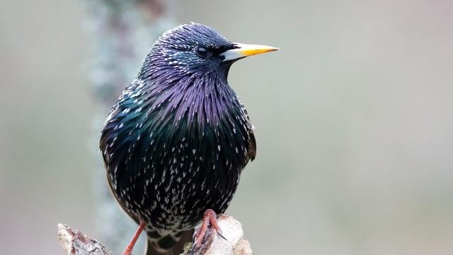 L'étourneau sansonnet (sturnus vulgaris) est un oiseau migratoire. [Christian Beudez]