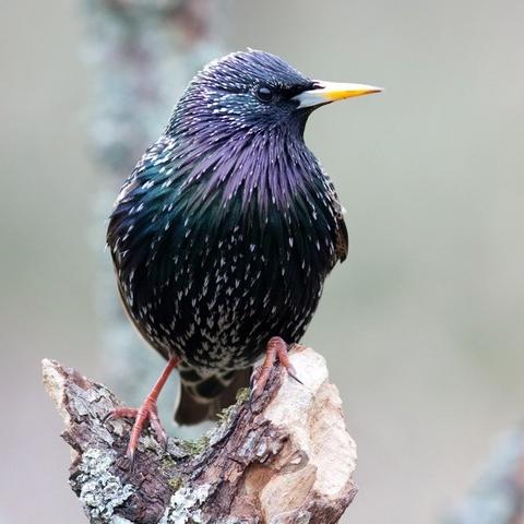 L'étourneau sansonnet (sturnus vulgaris) est un oiseau migratoire. [Christian Beudez]