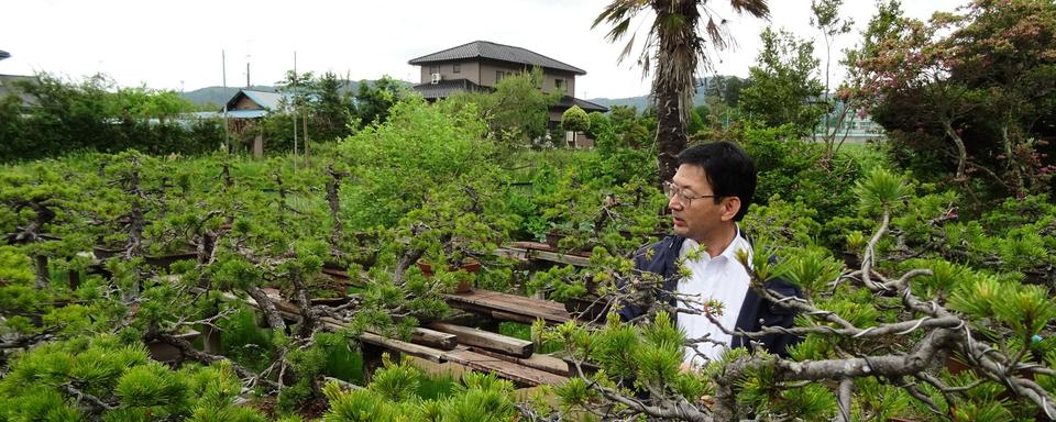 Monsieur Sato au milieu des Bonzais. [RTS - David Collin]