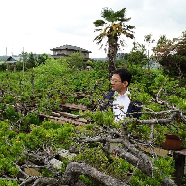 Monsieur Sato au milieu des Bonzais. [RTS - David Collin]