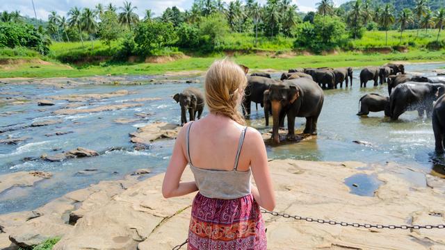 Une jeune femme faisant du volontariat dans un centre pour éléphants à Pinnawala au Sri Lanka. [Fotolia - dominikfrings]
