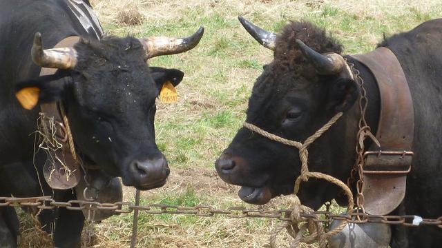 Vaches d'Hérens prises en photo avant un "combat des reines". [WikiCommons - Sophie Grail]