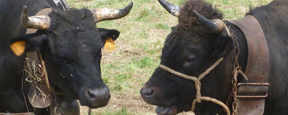 Vaches d'Hérens prises en photo avant un "combat des reines". [WikiCommons - Sophie Grail]