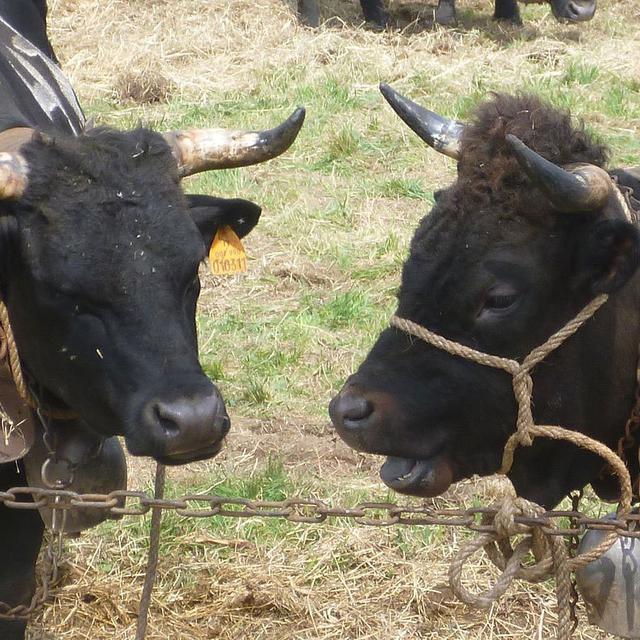 Vaches d'Hérens prises en photo avant un "combat des reines". [WikiCommons - Sophie Grail]