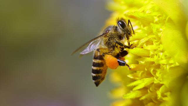 Une abeille collecte du pollen. [AP/Keystone - Gurinder Osan]