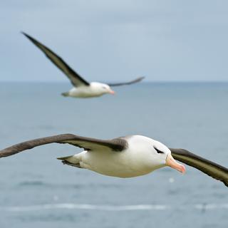Albatros en plein vol. [Depositphotos - mzphoto]