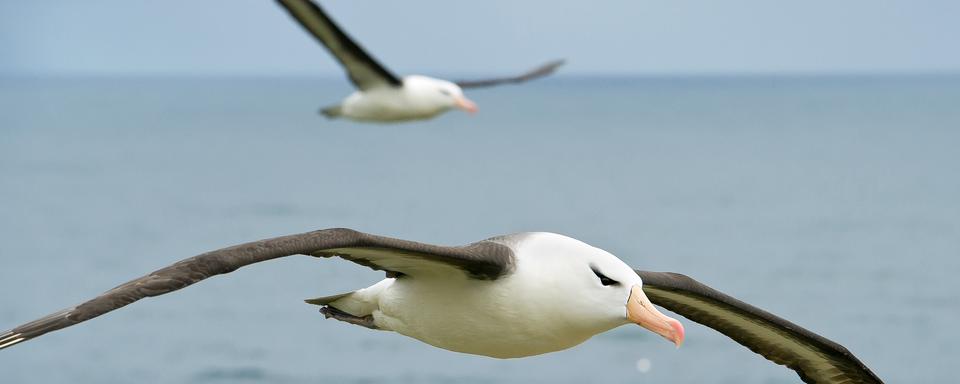 Albatros en plein vol. [Depositphotos - mzphoto]