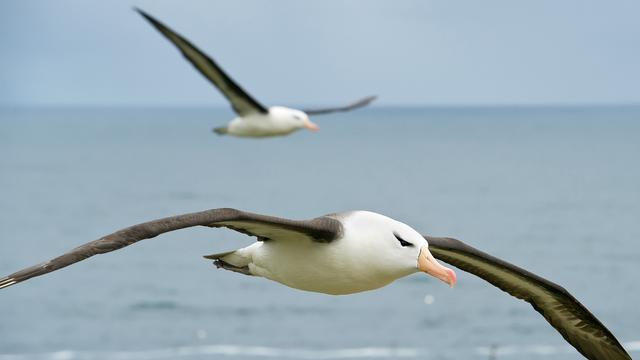 Albatros en plein vol. [Depositphotos - mzphoto]
