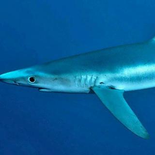 En France, trois requins ont été repérés au large de la zone de baignade de la Côte d'Azur. [NOAA /DP - Shane Anderson]