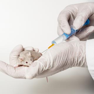 Les souris font les frais de l'expérimentation animale.
Vera Kuttelvaserova
Fotolia [Vera Kuttelvaserova]