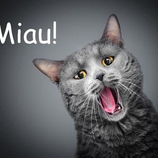 En Espagne le chat miaule "Miau!". [s_derevianko]