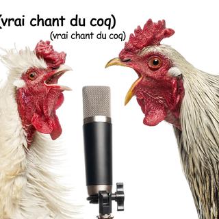Le chant du coq n'est pas le même dans toutes les langues. [Eric Isselée]