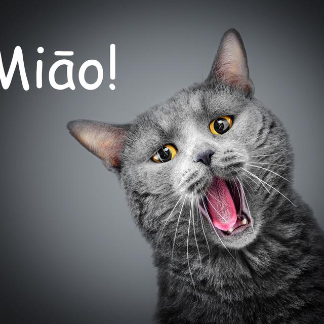 En Chine le chat miaule "Miāo!". [s_derevianko]