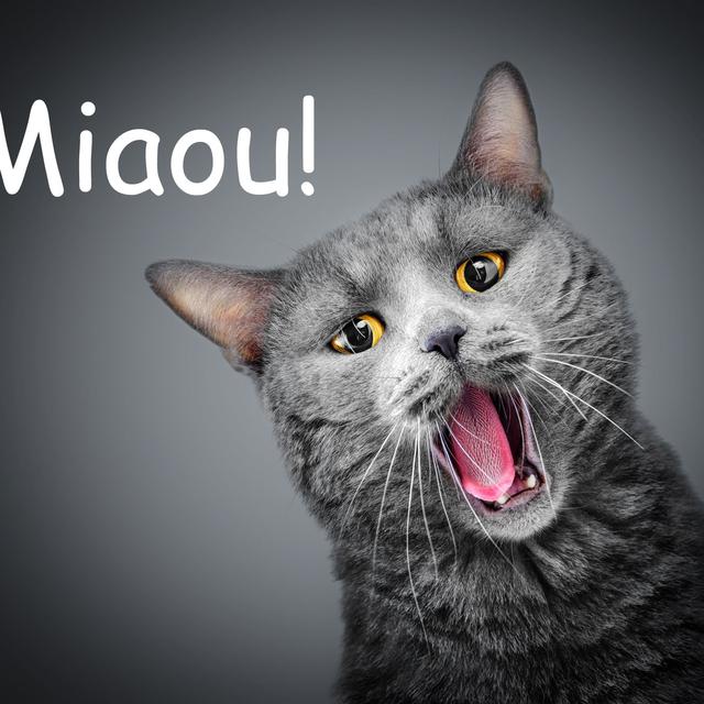 En France le chat miaule "Miaou!". [s_derevianko]