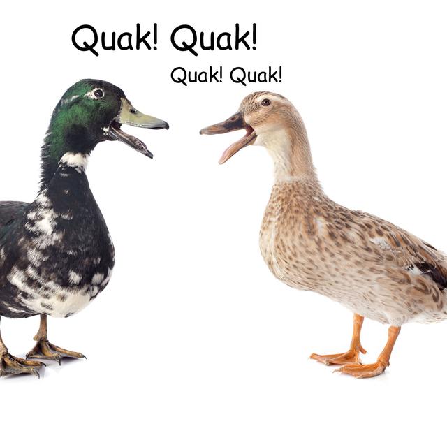 Au Portugal le canard cancane "Quak! Quak!". [cynoclub]