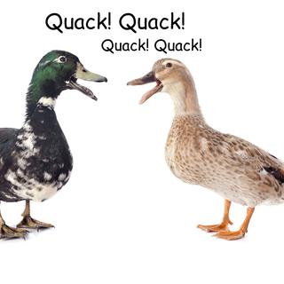En Angleterre le canard cancane "Quack! Quack!". [cynoclub]