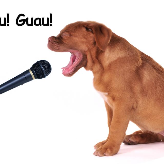 En Espagne le chien aboie "Guau! Guau!". [Zharastudio]