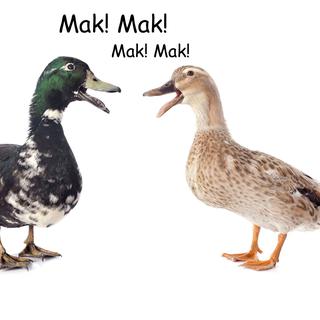 En Albanie le canard cancane "Mak! Mak!". [cynoclub]