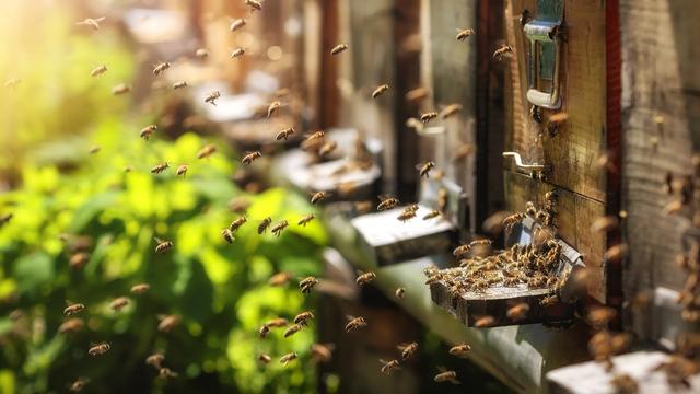 Abeilles rentrant à la ruche. [Fotolia - © photografiero]