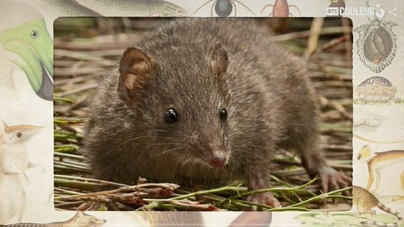 Coitus Animalus - L'antechinus