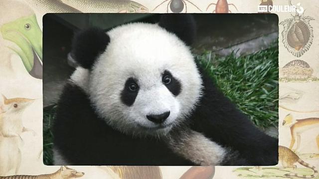 Coitus Animalus - Le panda