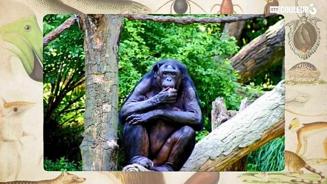 Coitus Animalus - Le bonobo