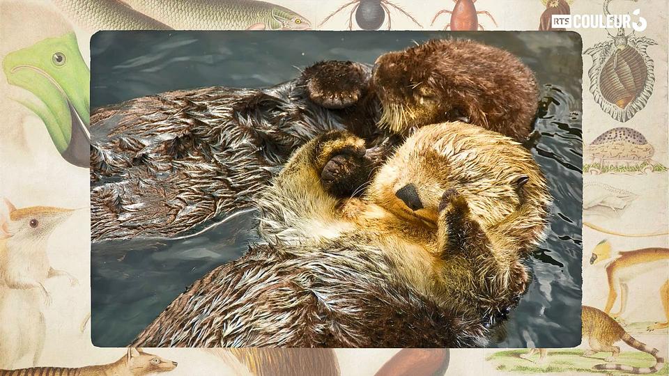 Coitus Animalus - La loutre de mer