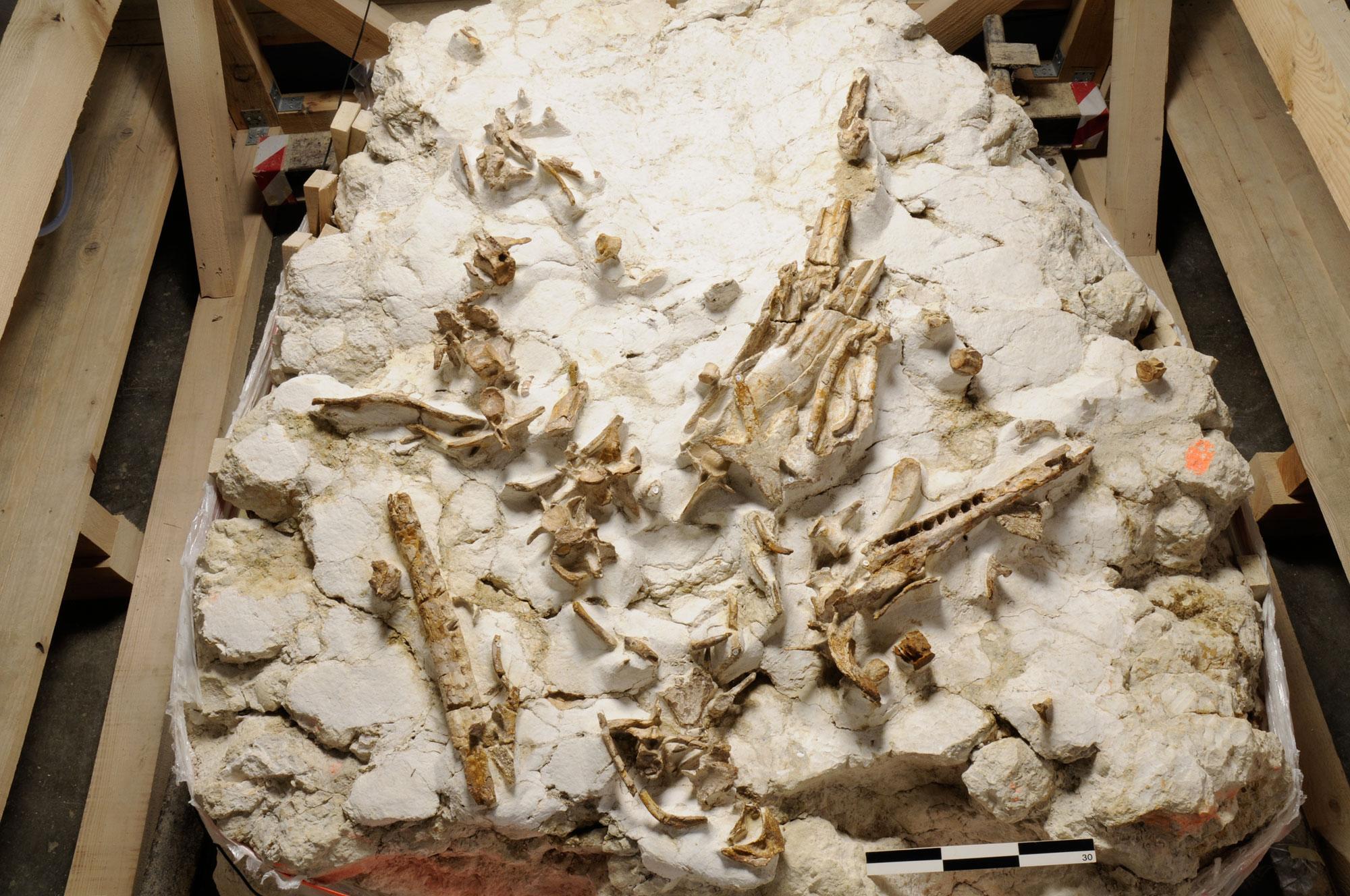 Un squelette fossile de crocodile marin a été mis au jour sur le site de Courtedoux-Bois de Sylleux en 2008. Jurassica [Jurassica]