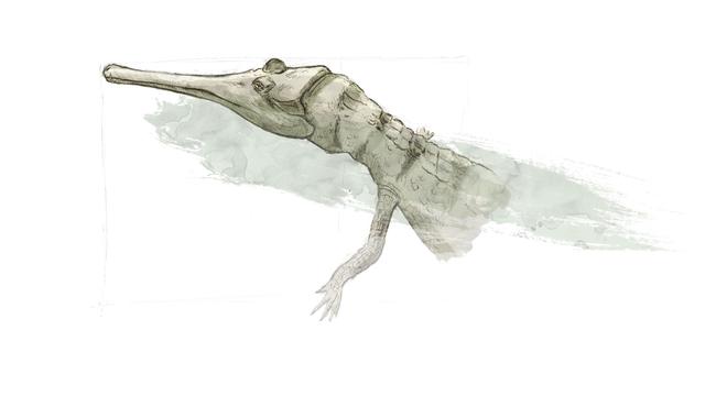 Représentation d'artiste de Metriorhynchus, un crocodile marin. 
ikonaut
Jurassica [Jurassica - ikonaut]
