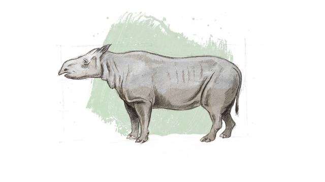 Représentation d'artiste de Molassitherium delemontense, un rhinocéros delémontain. [Jurassica - ikonaut]