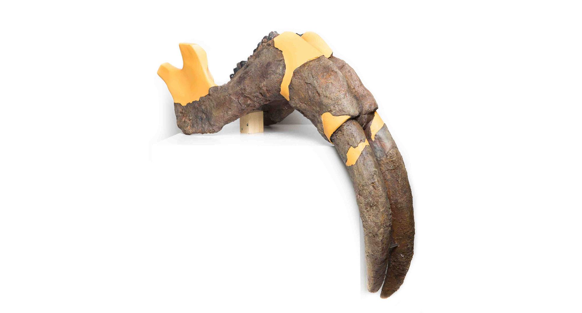 Un fossile de dinothère, avec ses défenses attachées à la mâchoire inférieure.Jurassica [Jurassica]
