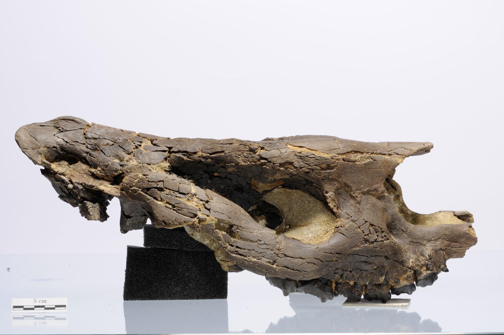 Crâne de rhinocéros, vieux de près de 30 millions d’années, découvert en 2007 sur le tracé autoroutier de la Transjurane. Jurassica [Jurassica]