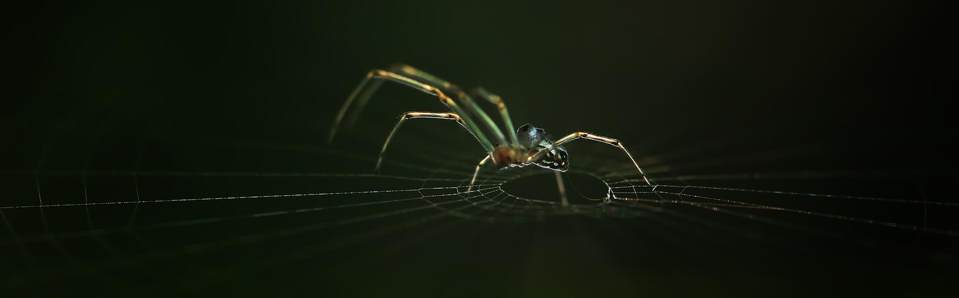 Une araignée. [gapur_dayax.yahoo.co.id - Depositphotos]