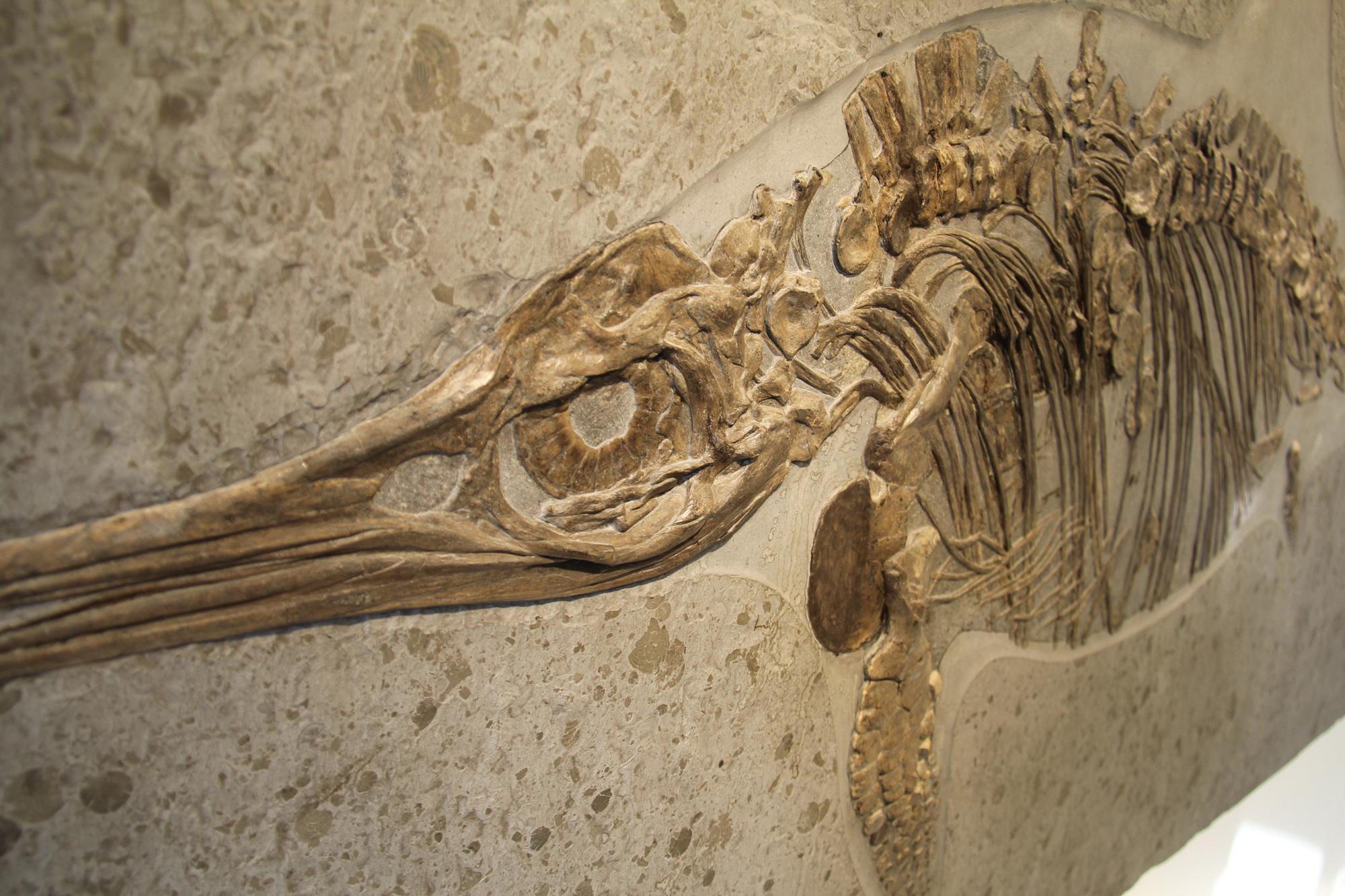 Un fossile d'ichthyosaure.