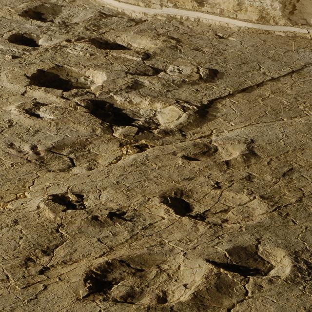 Des traces de dinosaures découvertes dans le Jura suisse. [Jurassica]