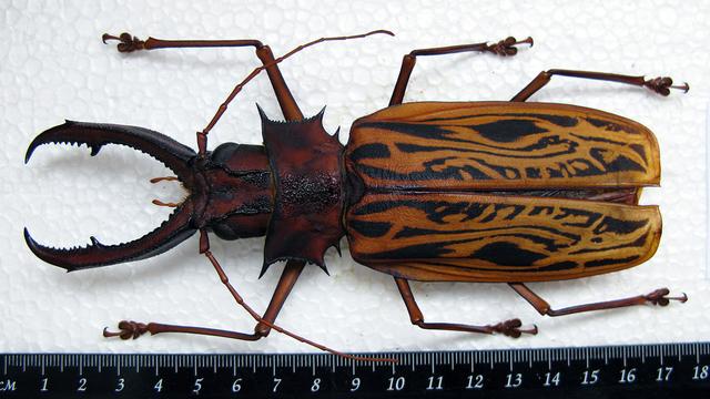 Les plus gros insectes du monde