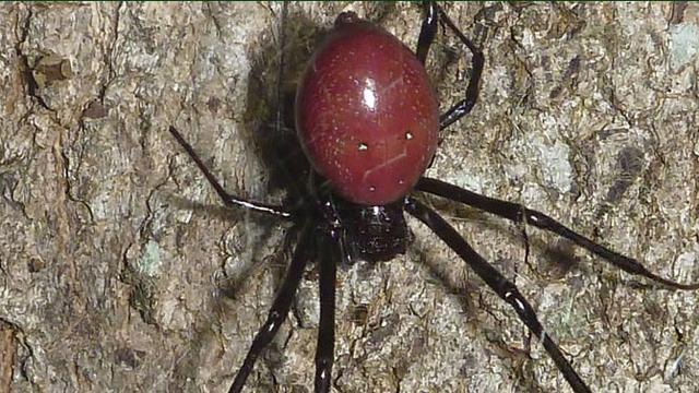 Les différences entre araignées et insectes