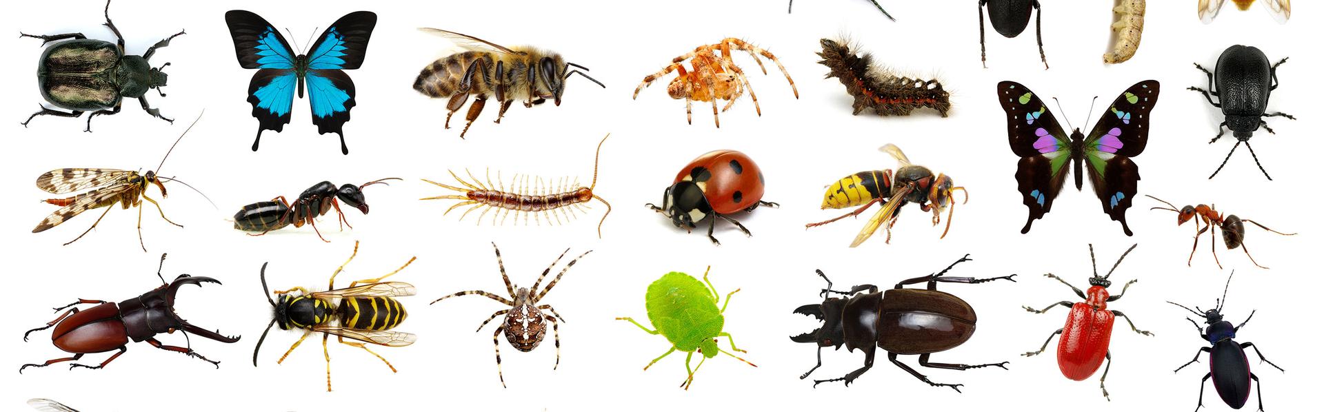 Le dossier sur les insectes de RTS Découverte [depositphotos - Ale-ks]