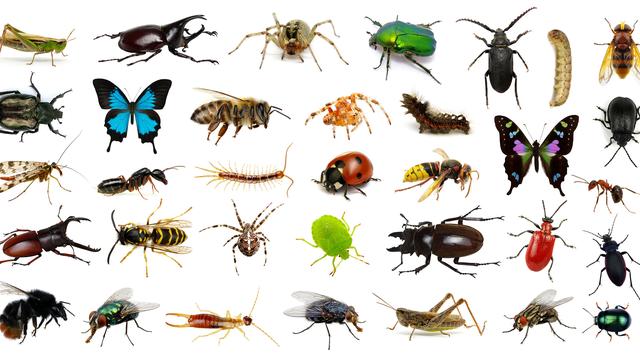 Le dossier sur les insectes de RTS Découverte [depositphotos - Ale-ks]