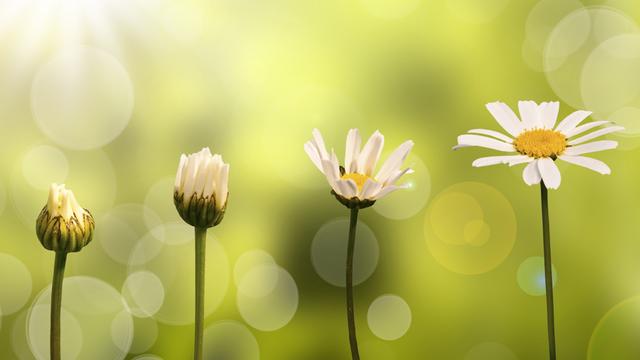 Fleurs [Fotolia - © Delphimages]