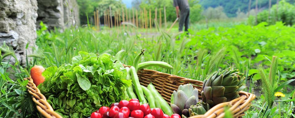 Consommer bio, c'est respecter le rythme des organismes vivants et préserver la qualité naturelle de ce qui est produit. [Fotolia - Rémy MASSEGLIA]