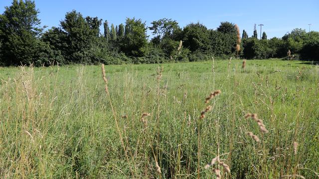 Une prairie entre les cultures et les haies [RTS Découverte - Valentine Zenker]