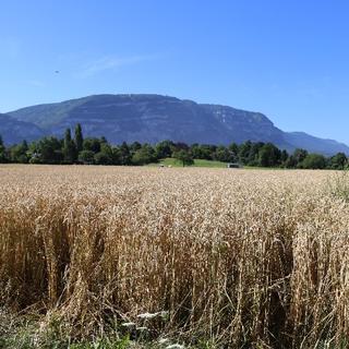 L'un des champs de blé de Mapraz (GE) avec le Salève en arrière-plan [RTS Découverte - Valentine Zenker]