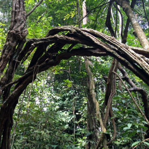 La forêt guyanaise couvre huit millions d'hectares.