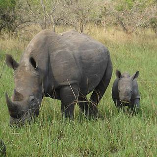 Les rhinocéros en voie de disparition? [Princess Tilly]